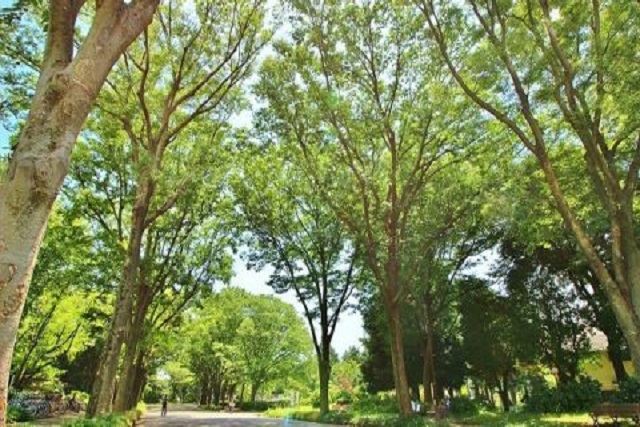 Selection 駒沢公園徒歩7分！緑豊かで四季を感じられる住環境