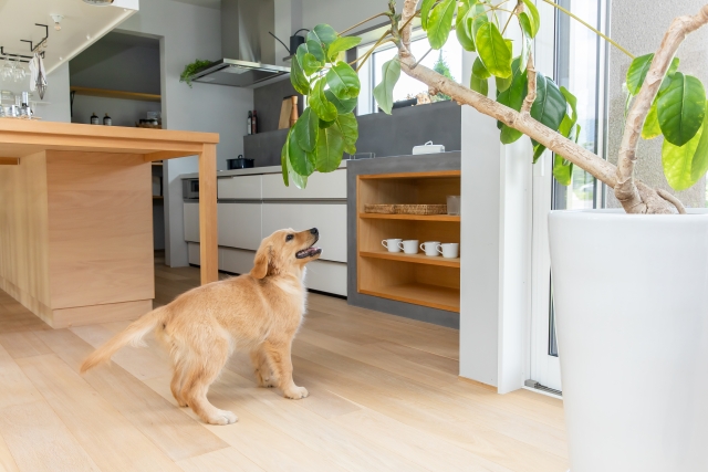 愛犬家住宅のススメ～南向きで陽当り◎「下目黒」の邸宅地～