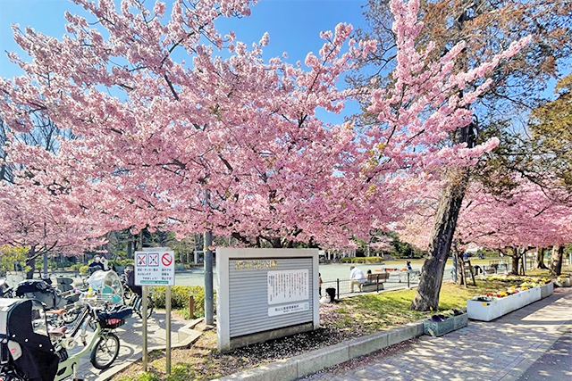 色鮮やかに咲き誇る桜を感じながら。緑豊かな「上北沢」の整形地